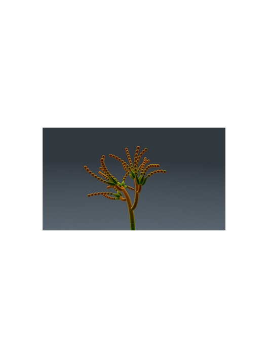 厚垣轮枝孢菌